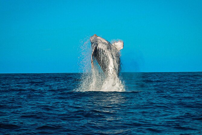 Open Ocean Safari and Whale Watching - Snorkeling, reef fish, and the limits of the water portion