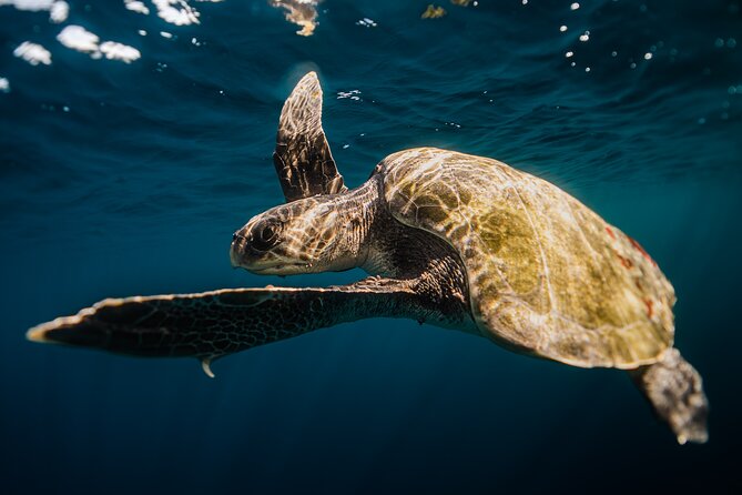 Open Ocean Safari and Whale Watching - Guides, photography, and the small-group advantage