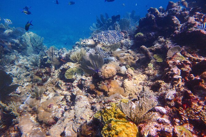 Open Water Certification Course-PADI - Day three: two more sessions in the Marine National Park