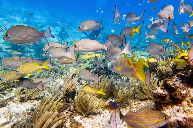 Open Water Certification Course-PADI - Day one: theory, equipment, and confined-water practice