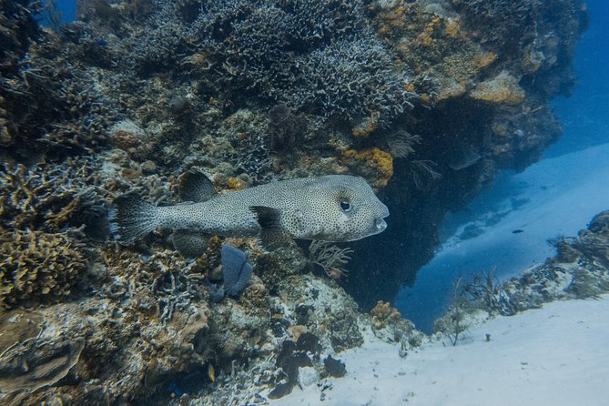 Open Water Course Cozumel - Marine conservation is part of the lesson