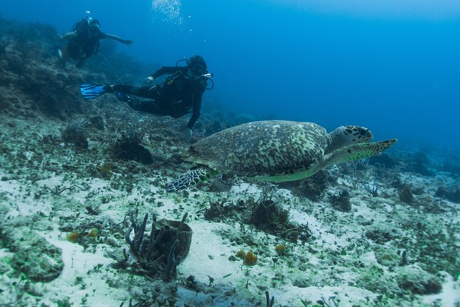 Open Water Course Cozumel - Day one: theory, equipment, and confined-water practice