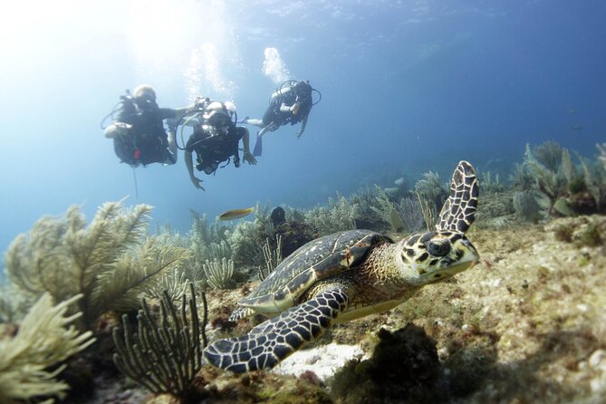 PADI Discover Scuba Diving for divers without certification - What Your Five Hours Are Really Like