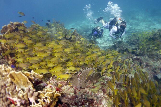 PADI Discover Scuba Diving for divers without certification - Small Details That Matter Before Booking