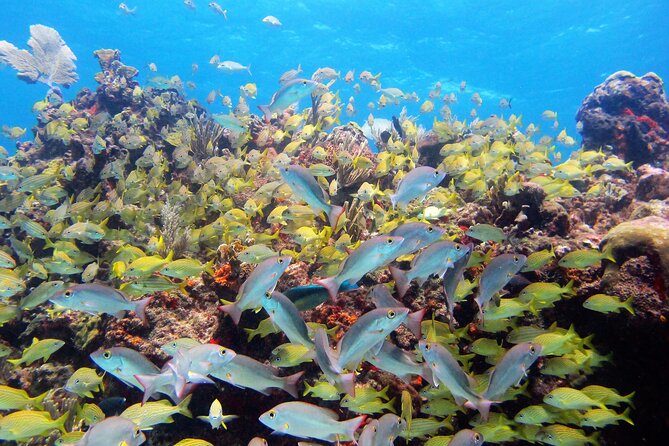 PADI Discover Scuba Diving for divers without certification - MUSA or Manchones Reef: Which Matters More?