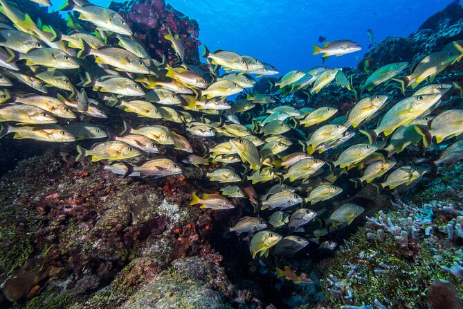 PADI Discover Scuba Diving Tour in Cozumel - What this Cozumel introduction really offers