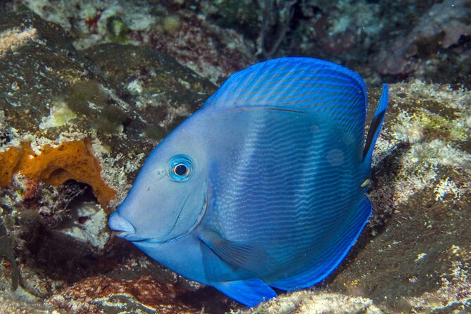 PADI Discover Scuba Diving Tour in Cozumel - The biggest problem: mainland transport