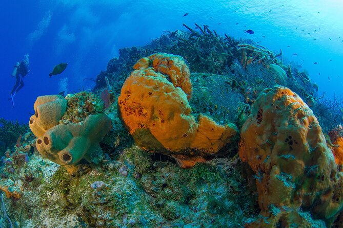 PADI Discover Scuba Diving Tour in Cozumel - Health rules, age limits, and flight timing
