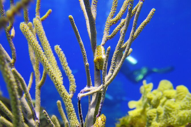 PADI Discover Scuba Diving Tour in Cozumel - Who will enjoy this most