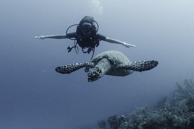 PADI Discover Scuba Diving - Shallow-water practice makes the reef less intimidating