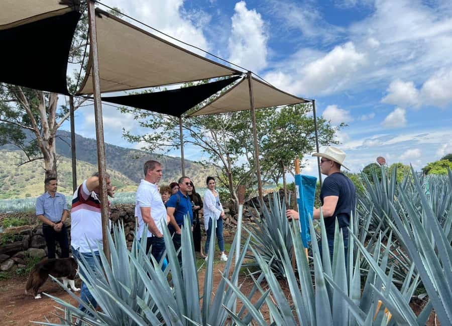 Premium Tequila Route with professional tasting - Among the agave fields in Amatitán