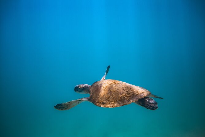 Private Dive Boat for Certified Divers - Cabo San Lucas - What happens during the surface interval