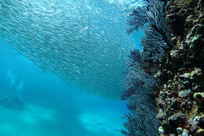 Private Dive Boat for Certified Divers - Cabo San Lucas - The second site and the trip back