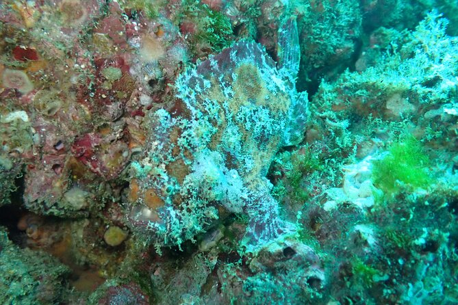 Private Dive Boat for Certified Divers - Cabo San Lucas - Photos without hiring a separate photographer