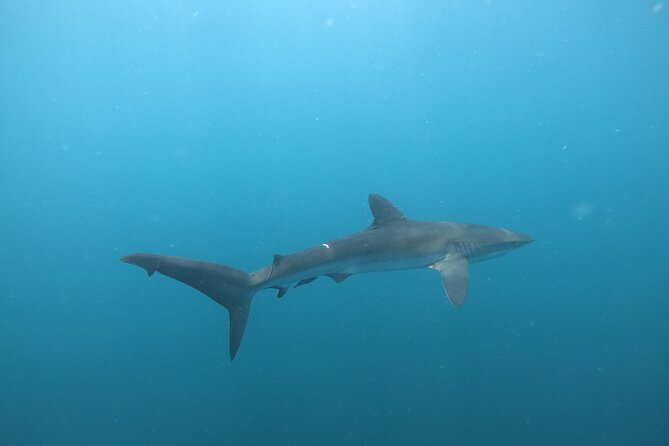 Private Dive Boat for Certified Divers - Cabo San Lucas - Choosing between two nearby underwater sites