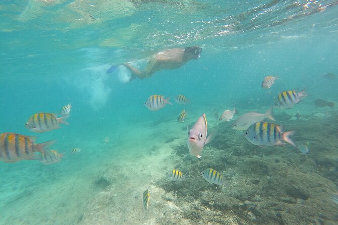 Private MUSA Snorkeling Experience at Isla Mujeres and Cancun - A quiet swim stop rounds out the trip