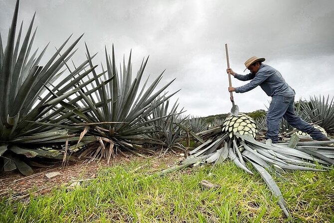 Private One Day Adventure Tour in Tequila and La Fortaleza Distillery - How the private vehicle changes the day