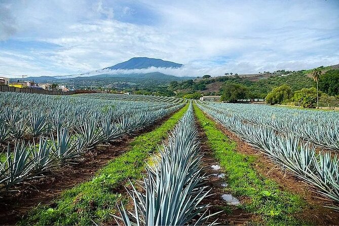 Private One Day Adventure Tour in Tequila and La Fortaleza Distillery - What the $191.16 price really buys you