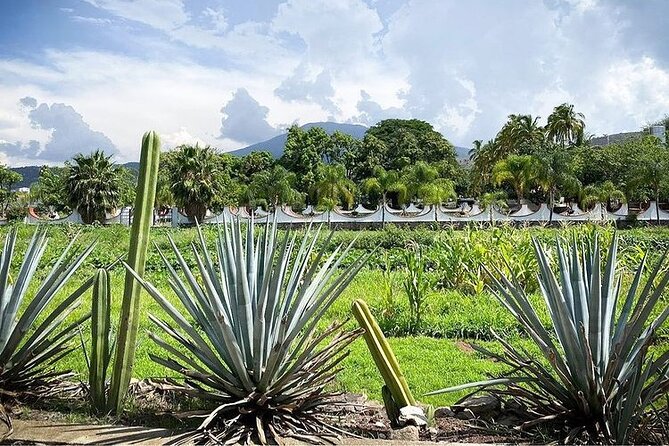 Private One Day Adventure Tour in Tequila and La Fortaleza Distillery - Tequila Selecto de Amatitán and the agave fields