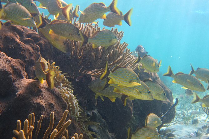 Private (only you) Reef Snorkeling in Puerto Morelos 2x40 minutes - Two 40-minute sessions on the reef