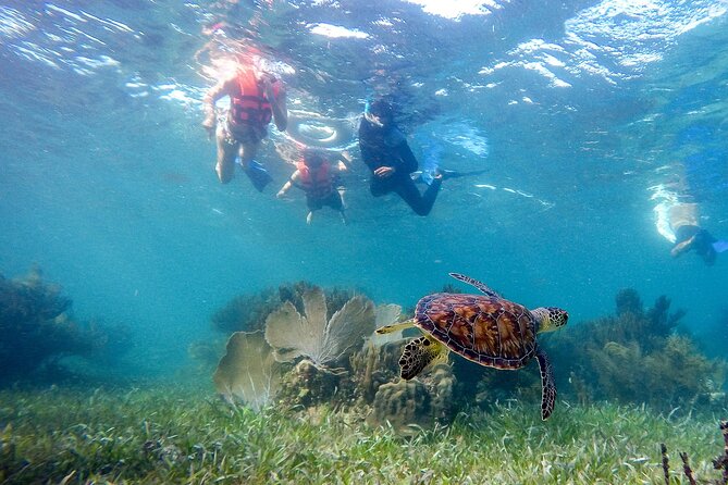 Private (only you) Reef Snorkeling in Puerto Morelos 2x40 minutes - At the Puerto Morelos dock