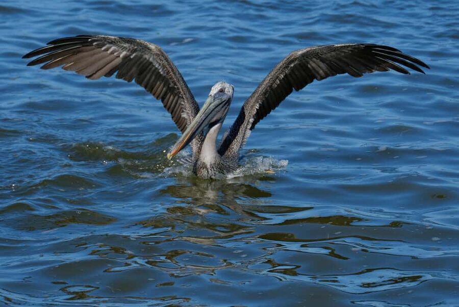 Private Ría Lagartos Boat Tour: Flamingos & Crocodiles - What to bring and what to know