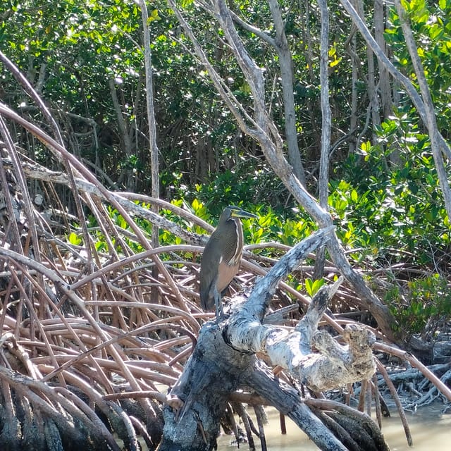 Private Ría Lagartos Boat Tour: Flamingos & Crocodiles - Is $75 a fair price?