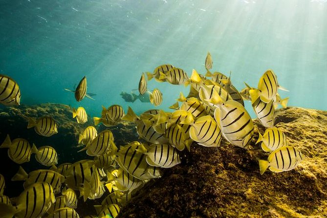 Private Snorkeling Tour in Cabo San Lucas - Starting at CaboTrek Hotel Tesoro