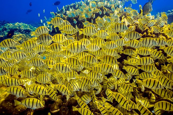 Private Snorkeling Tour in Cabo San Lucas - Marine life, water color, and realistic expectations