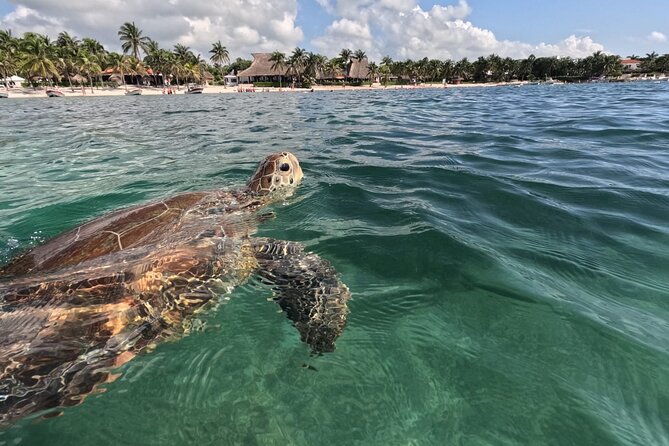Private Snorkeling with Sea Turtles in Akumal Beach - What the one-hour itinerary is really like