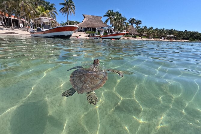 Private Snorkeling with Sea Turtles in Akumal Beach - The real challenge is swimming in open water