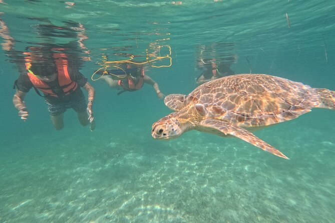 Private Snorkeling with Sea Turtles in Akumal Beach - Water conditions can change the experience