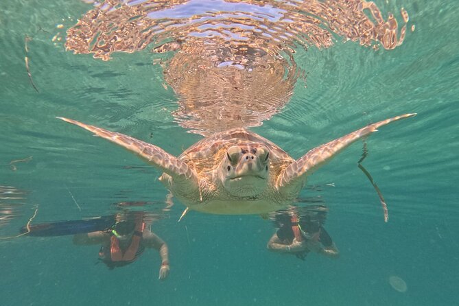 Private Snorkeling with Sea Turtles in Akumal Beach - Turtle etiquette is part of the experience