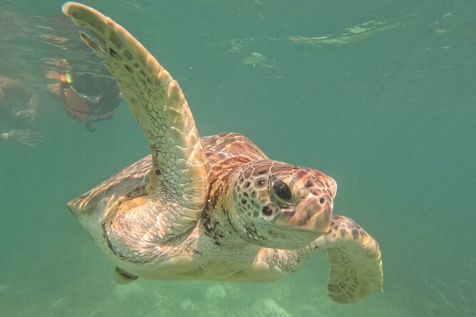 Private Snorkeling with Sea Turtles in Akumal Beach - Who should book this Akumal snorkel