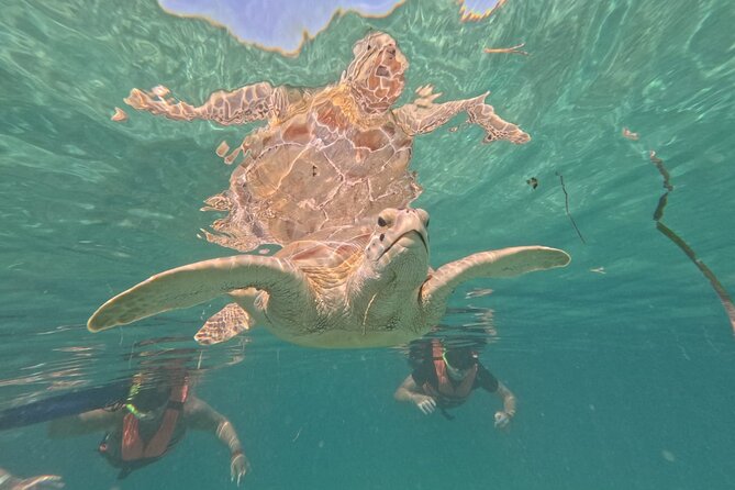 Private Snorkeling with Sea Turtles in Akumal Beach - Should you book it?