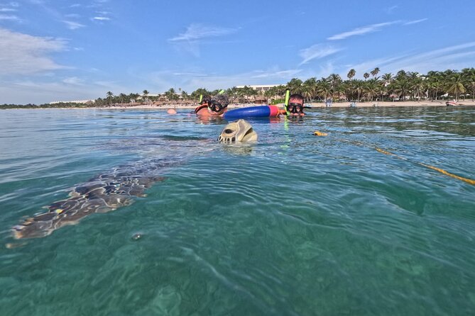 Private Snorkeling with Sea Turtles in Akumal Beach - Darwin and Marlene make the logistics easier