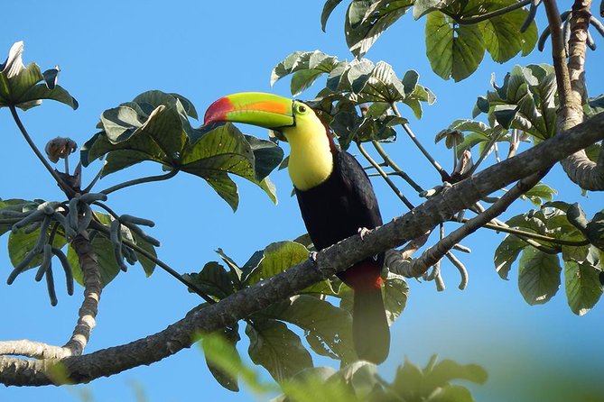 Private Tour: Birdwatching from Cancun - Into the Mayan jungle near the Riviera Maya
