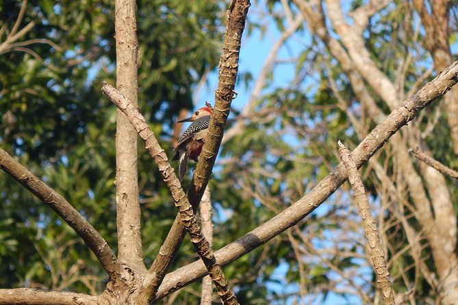 Private Tour: Birdwatching from Cancun - Short walks instead of a hard hike