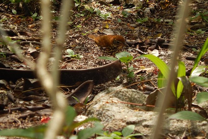 Private Tour: Birdwatching from Cancun - Binoculars, snacks, and practical details