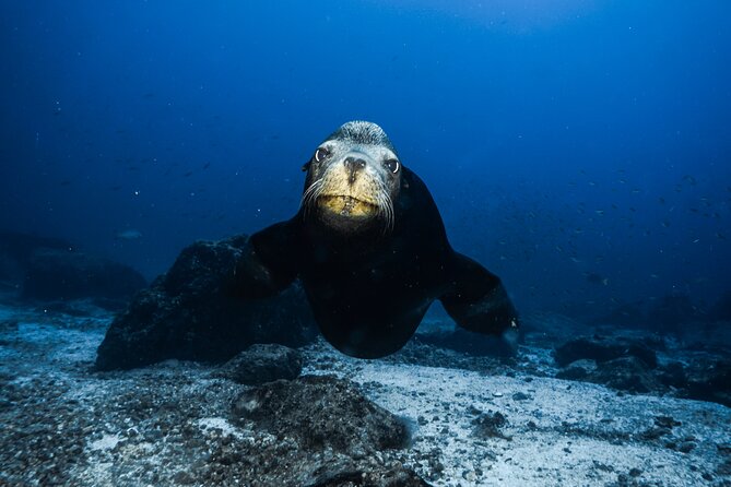 Private Trip Espiritu Santo Island - Snorkeling with sea lions at La Lobera
