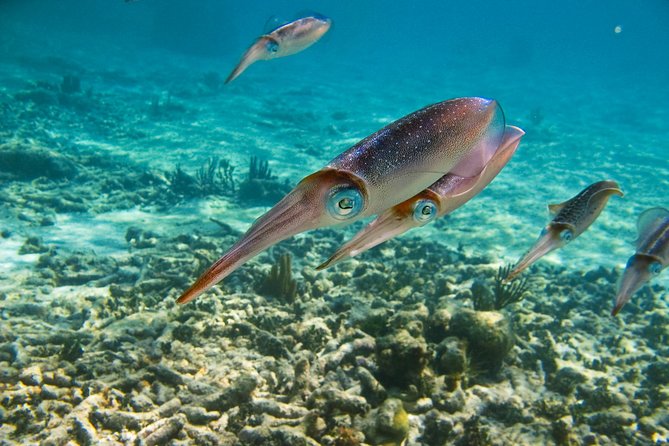Private Tulum Ruins, Turtles in Akumal and Cenote Adventure - What the high praise focuses on