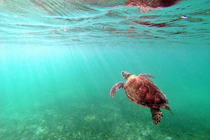 Private Turtles & Cenotes Adventure - Food, equipment, and small comforts