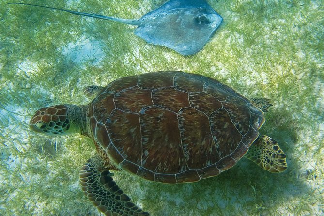 Private Turtles & Cenotes Adventure - Puerto Aventuras and the turtle search
