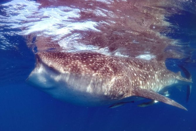 Private Whale shark Ecofriendly tour from Cancun - The early morning pickup and Puerto Juarez start