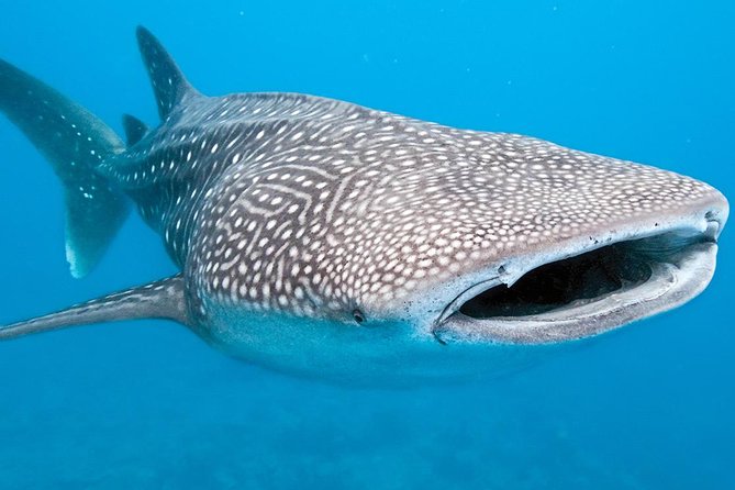 Private Whale shark Ecofriendly tour from Cancun - Snorkeling equipment and the physical demands