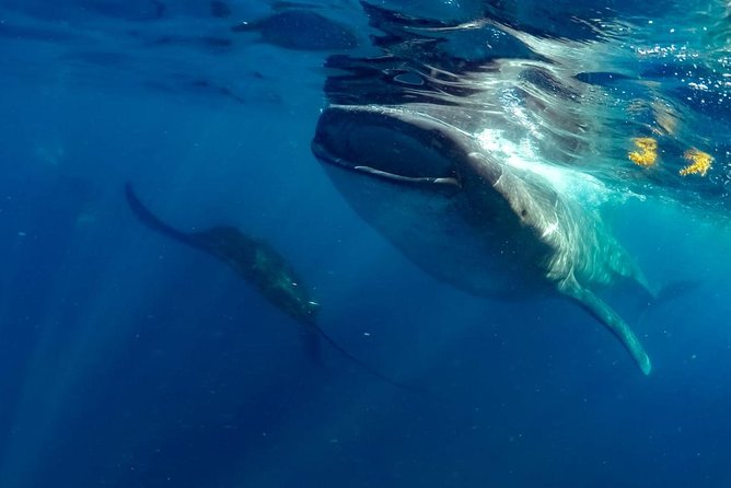 Private Whale shark Ecofriendly tour from Cancun - The reef stop and lunch around 11:30 AM