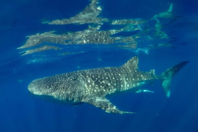 Private Whale shark Ecofriendly tour from Cancun - Private format and who gets the most value
