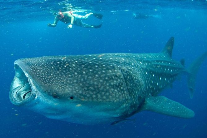 Private Whale shark Ecofriendly tour from Cancun - Timing, weather, and the cancellation risk