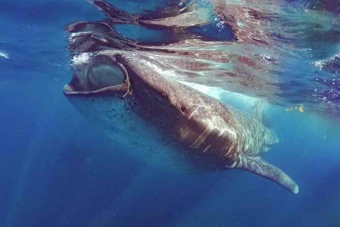 Private Whale shark Ecofriendly tour from Cancun - Safety, comfort, and useful preparation