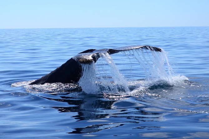 PRIVATE Whale Watch Tour | Cabo San Lucas | Biologist | FREE Pics - A private whale trip with a real purpose